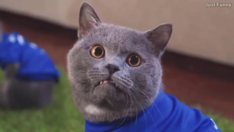 Aaron's Animals New Best Funny Video Compilation 2017   Funny Cat HD