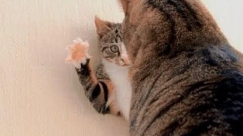 Annoying Kitten vs Cat - Compilation - Cats Funny