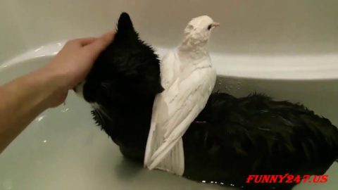 C Dove & Cat Love - Pigeon and cats - Very Funny video clips, Funny Animals