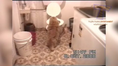 IMPOSSIBLE to STOP LAUGHING OUT LOUD - FUNNY CAT compilation PART 2 | Best 2017