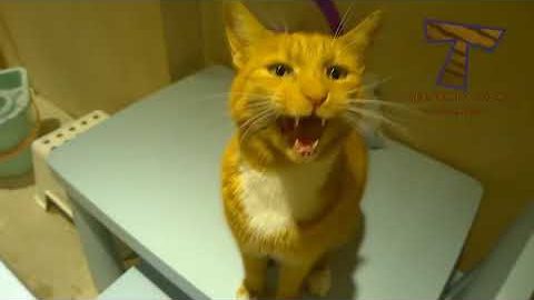 WARNING: You may DISLOCATE YOUR JAW FROM LAUGHING - Best FUNNY CAT videos | Best 2017