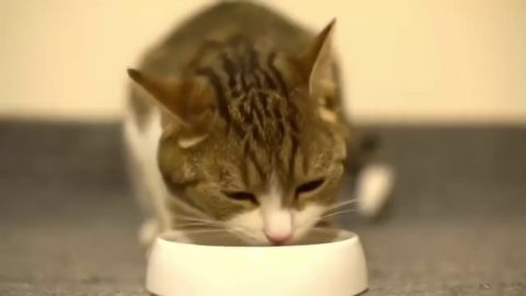 Best Funny  These Cute Cats Will Make You Happy And Love Your Life Again