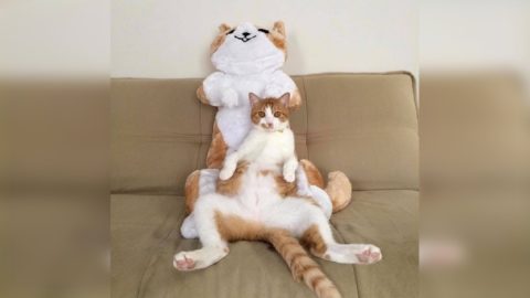 Funny and  Cute Cats Compilation 2017 [HD] -MEOMEOTV ✔️