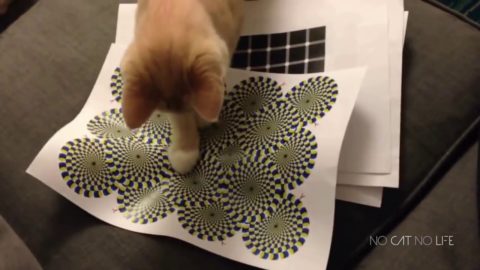 Funny Cats Compilation Most Popular 2017
