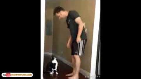 Funny Cats
