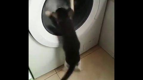 little cAt fUnny