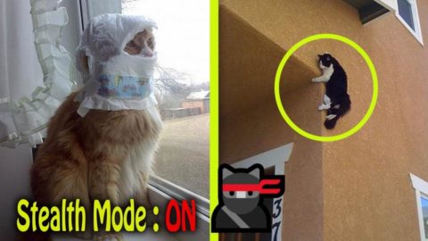 Ninja Cats Stealth - Funny Cats Pictures