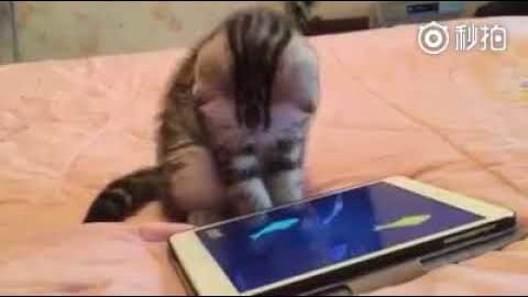 Cat funny video