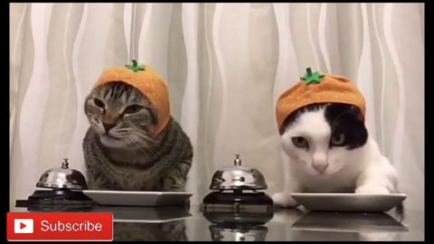 Cats funny new prank 2017