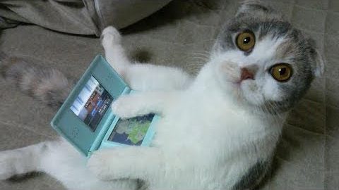 "Cute cat" try not to laugh Most funny cat movies