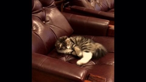 My funny cat