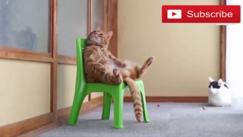 CAT VIDEOS FUNNY 2018 - CUTE CAT PLAYING, I CAN'T STOP LAUGHING FOR IT