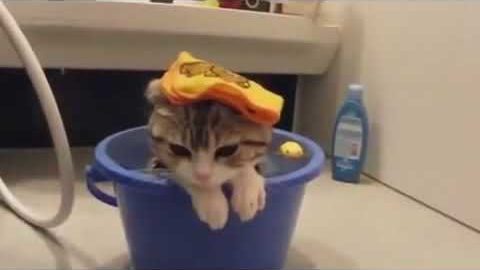 Funny cats in water, EPIC hehehehehe