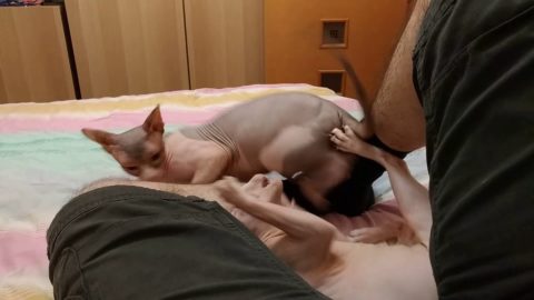 Funny cats battle