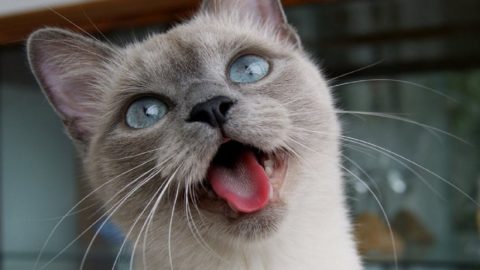 Funny Cats Videos Compilation, Funny Animals Videos Feb 2017, Animals TV
