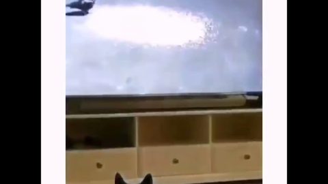 Funny Cat's reaction to birds on TV