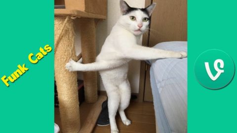 It's Time For Die LAUGHING - Funk #Cats Funny Videos | Try Not TO Laugh