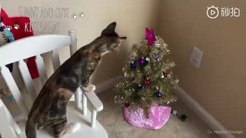 Merry Christmas Funny Cats