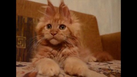 FUNNY CATS funny videos fail compilation 2019 cats fail compilation laugh epic cat fails January