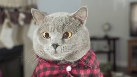 #Cats #Katzen #FunnyCats #LustigeKatzen  Funny Cats - Lustige Katzen Part 11