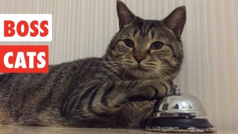 Funny Boss Cats volume 1