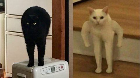 CATS ARE AMAZING