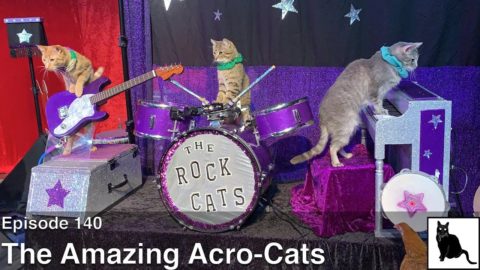 The Amazing Acro-Cats [Episode 140]